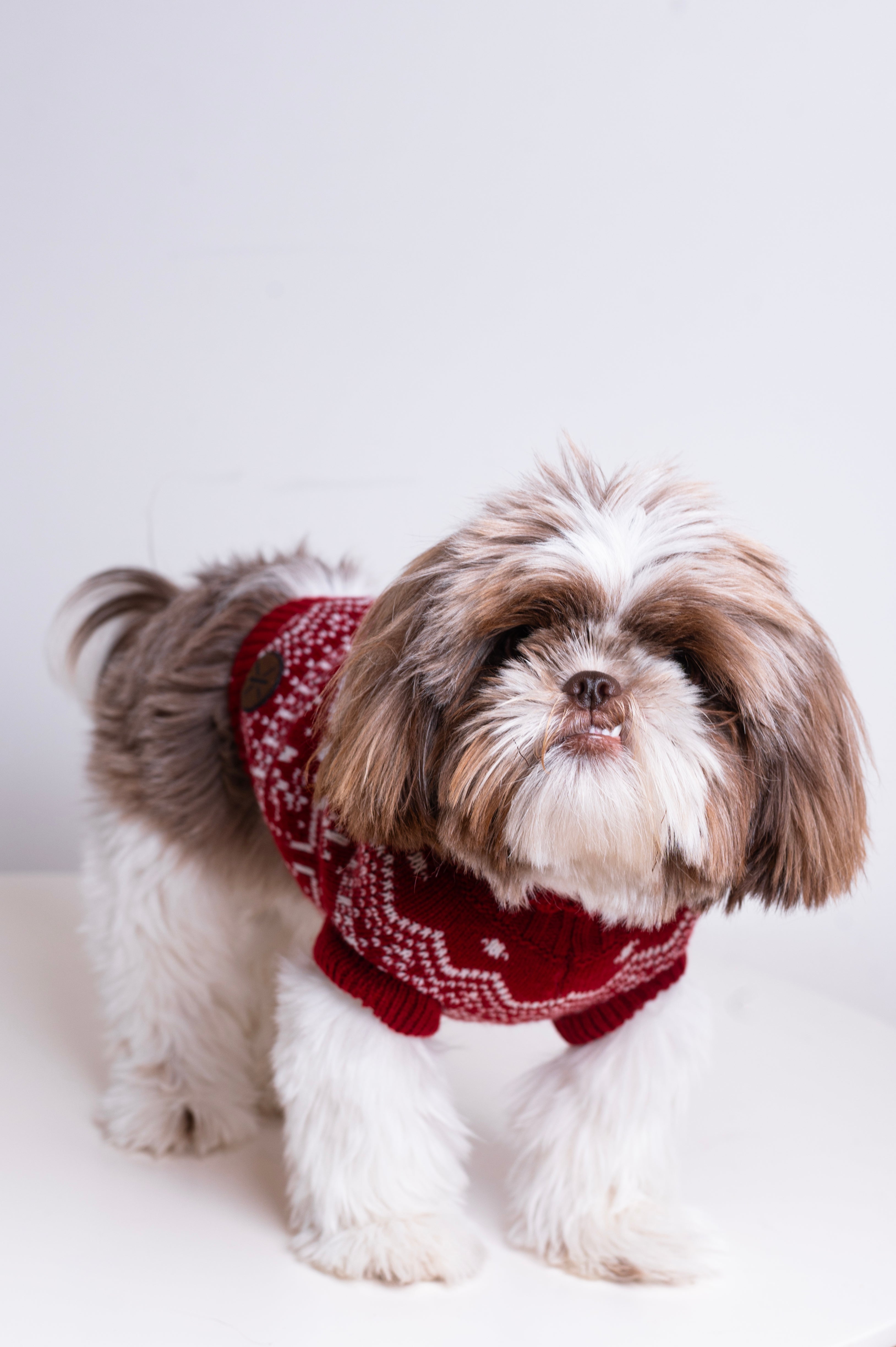 onepiece-the-dog-holiday-onesie-rot-hund image 3