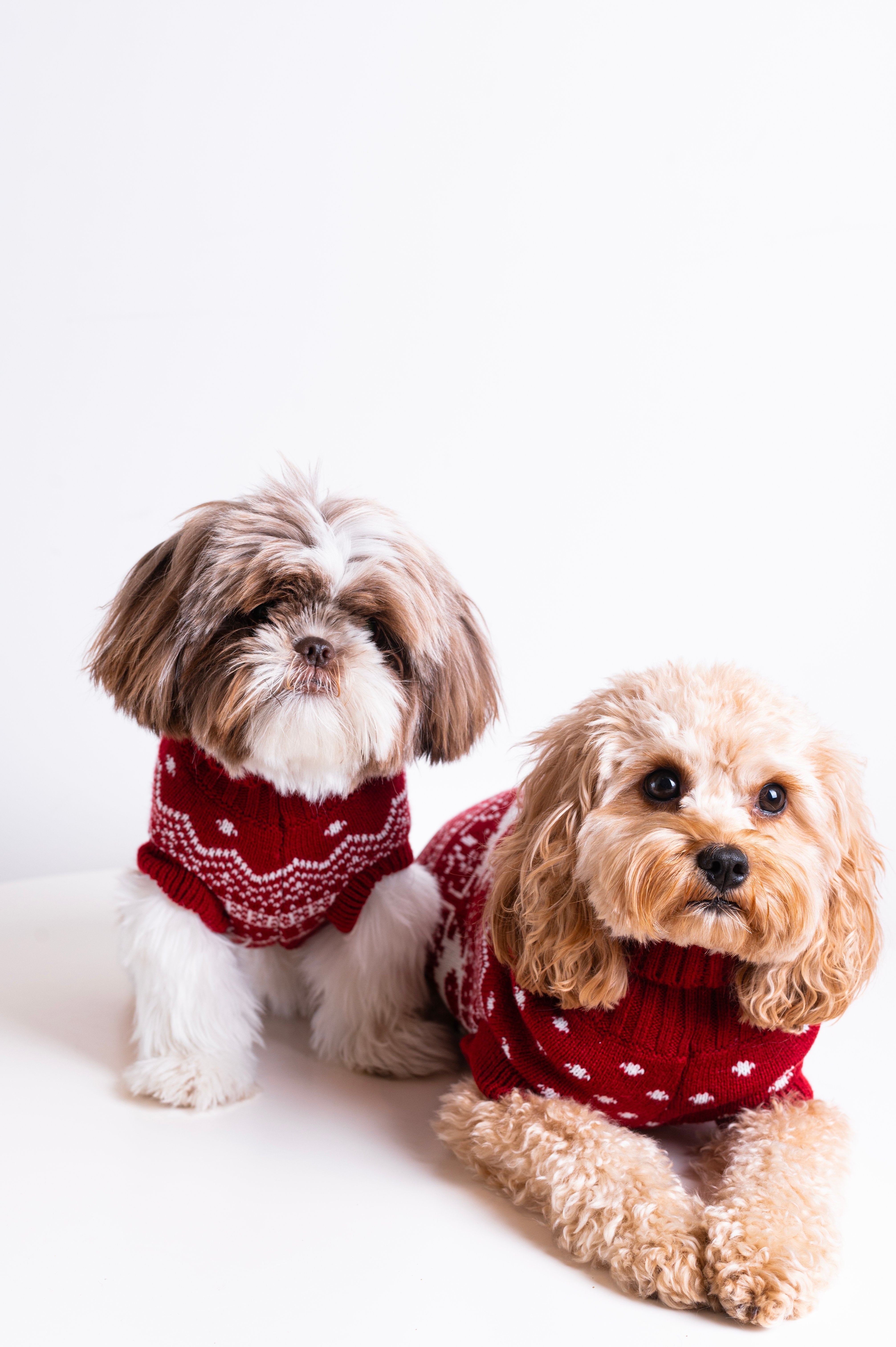 onepiece-the-dog-holiday-onesie-rot-hund image 7